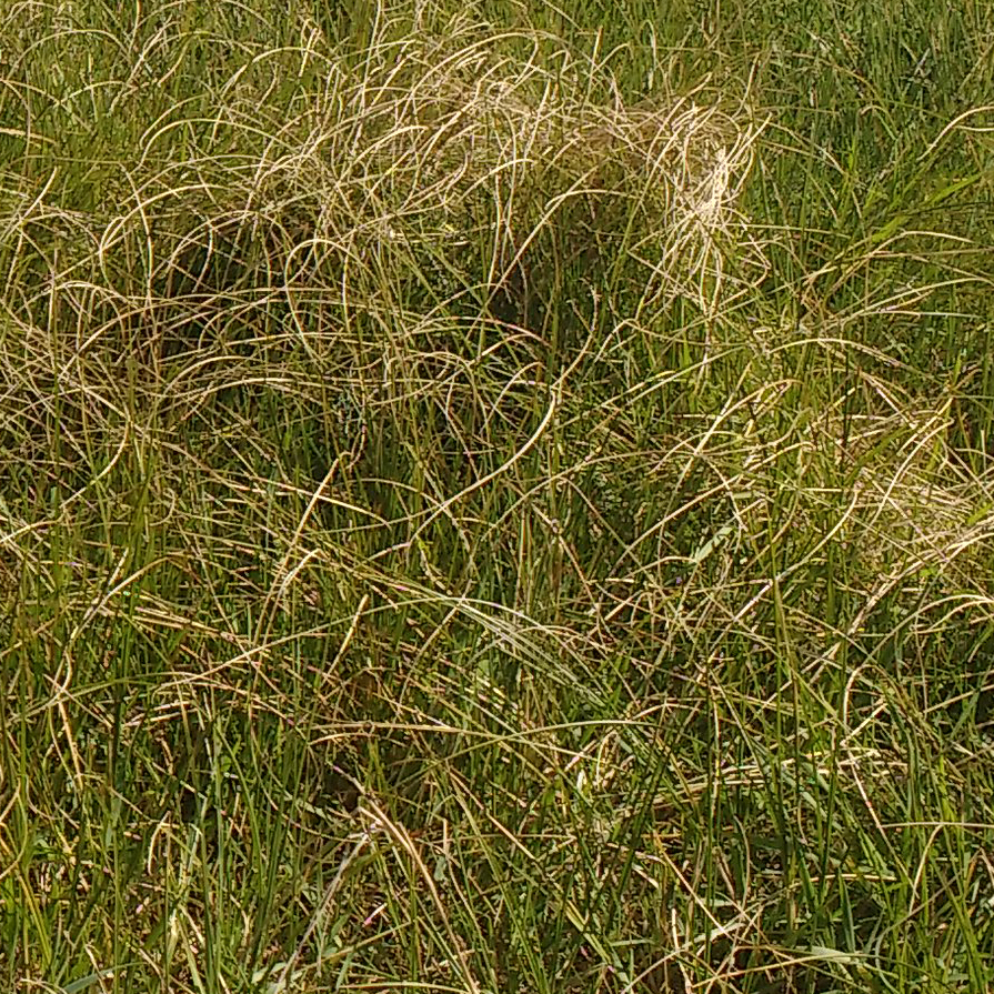 Divided Sedge Suffolk Biodiversity Information Service
